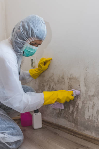 Best Forensic Mold Investigation  in Dowagiac, MI
