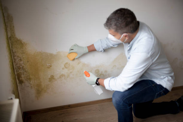 Best Residential Mold Inspection & Testing  in Dowagiac, MI
