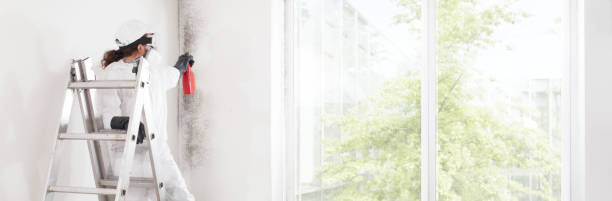 Best Industrial Mold Remediation  in Dowagiac, MI